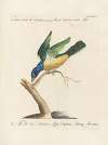 Ornithologia methodice digesta Pl.180