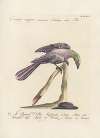 Ornithologia methodice digesta Pl.182