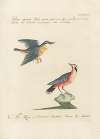 Ornithologia methodice digesta Pl.184