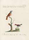 Ornithologia methodice digesta Pl.185