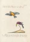 Ornithologia methodice digesta Pl.186