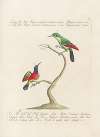 Ornithologia methodice digesta Pl.187