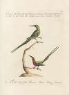 Ornithologia methodice digesta Pl.188