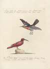 Ornithologia methodice digesta Pl.189