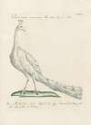 Ornithologia methodice digesta Pl.200