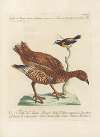 Ornithologia methodice digesta Pl.216
