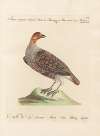 Ornithologia methodice digesta Pl.232