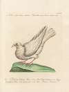 Ornithologia methodice digesta Pl.251