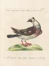 Ornithologia methodice digesta Pl.255