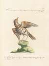 Ornithologia methodice digesta Pl.272