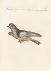 Ornithologia methodice digesta Pl.276