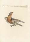 Ornithologia methodice digesta Pl.277