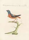 Ornithologia methodice digesta Pl.278