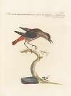 Ornithologia methodice digesta Pl.279
