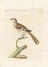 Ornithologia methodice digesta Pl.280