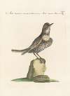 Ornithologia methodice digesta Pl.286