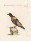 Ornithologia methodice digesta Pl.288