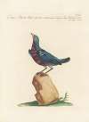 Ornithologia methodice digesta Pl.294
