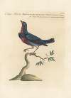 Ornithologia methodice digesta Pl.295