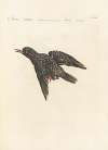 Ornithologia methodice digesta Pl.297