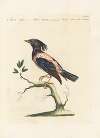Ornithologia methodice digesta Pl.298