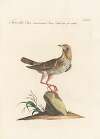 Ornithologia methodice digesta Pl.299