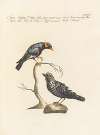 Ornithologia methodice digesta Pl.300