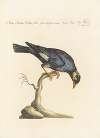 Ornithologia methodice digesta Pl.301