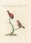 Ornithologia methodice digesta Pl.309