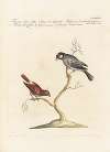 Ornithologia methodice digesta Pl.310