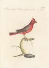 Ornithologia methodice digesta Pl.311