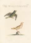 Ornithologia methodice digesta Pl.313