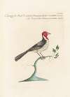 Ornithologia methodice digesta Pl.314