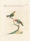 Ornithologia methodice digesta Pl.315