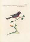 Ornithologia methodice digesta Pl.316