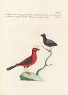 Ornithologia methodice digesta Pl.317