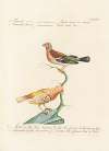 Ornithologia methodice digesta Pl.319