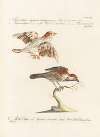 Ornithologia methodice digesta Pl.322