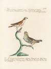 Ornithologia methodice digesta Pl.323