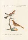Ornithologia methodice digesta Pl.324