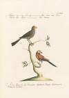 Ornithologia methodice digesta Pl.325