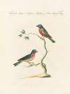 Ornithologia methodice digesta Pl.326