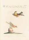Ornithologia methodice digesta Pl.330