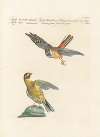 Ornithologia methodice digesta Pl.331