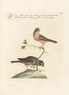 Ornithologia methodice digesta Pl.332