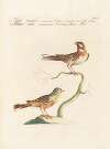Ornithologia methodice digesta Pl.333
