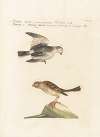 Ornithologia methodice digesta Pl.334