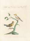 Ornithologia methodice digesta Pl.337