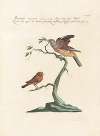 Ornithologia methodice digesta Pl.339