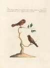 Ornithologia methodice digesta Pl.340